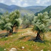 Olive Grove in Galilee